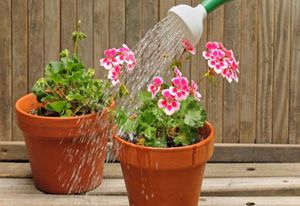 Pravila za njegu pelargonije kod kuće