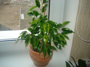 Vrsta Ficus Benjamin