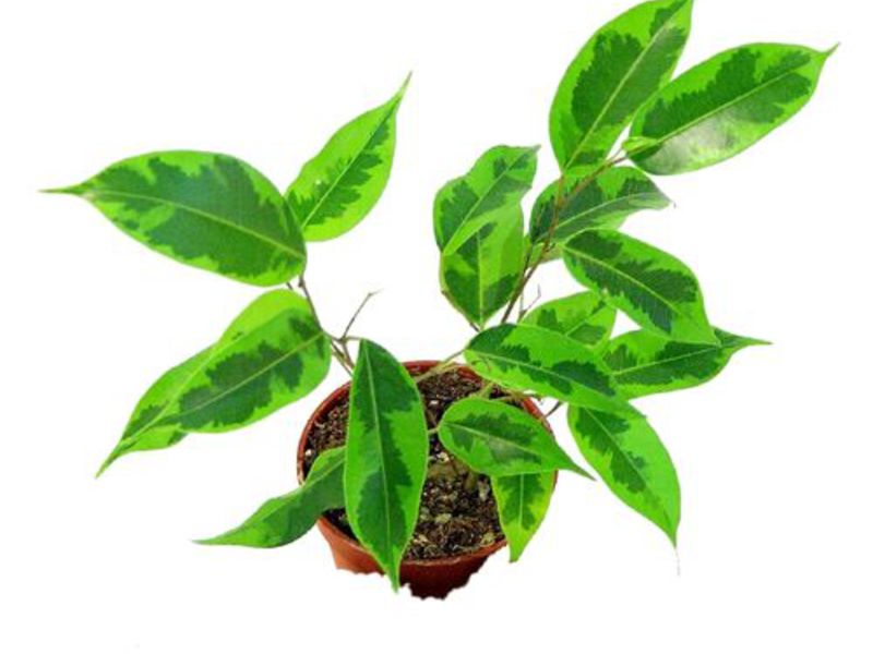 Ficus kod kuće Kako raste fikus