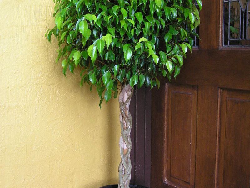 Ficus Benjamin: vrste, sorte Raznolike fikuse