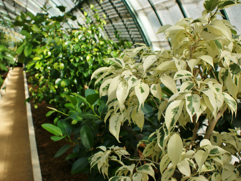 Njega fikusa Ficus Benjamina - kućna njega