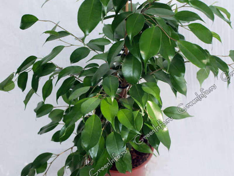 Ficus Benjamin: vrste, sorte Raznolike fikuse