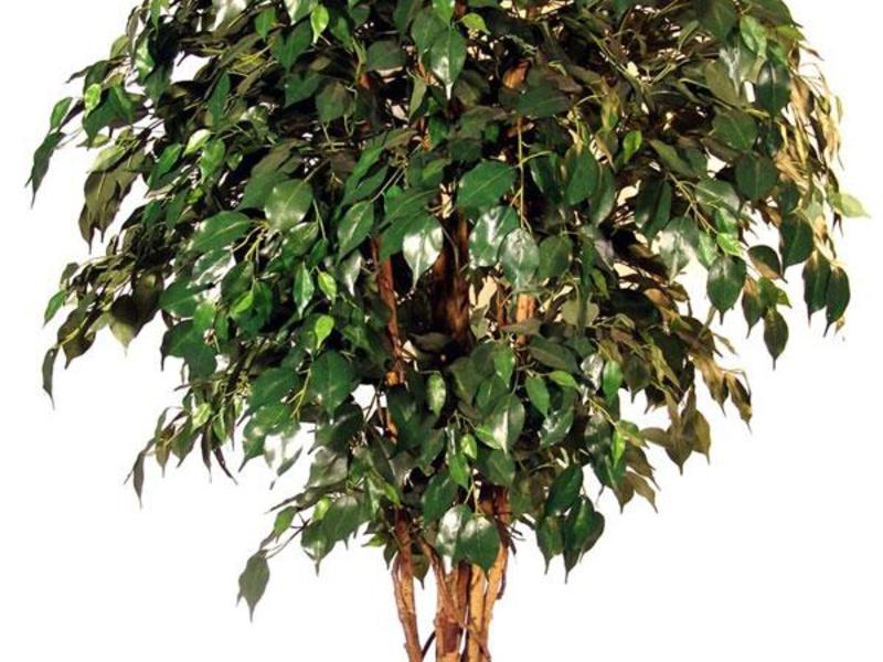 Biljke Ephicus benjamin Vrsta Ficus Benjamin