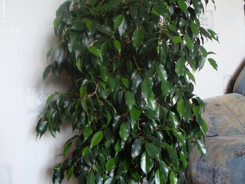 Ficus benjamin u kući Ficus benjamin u kući