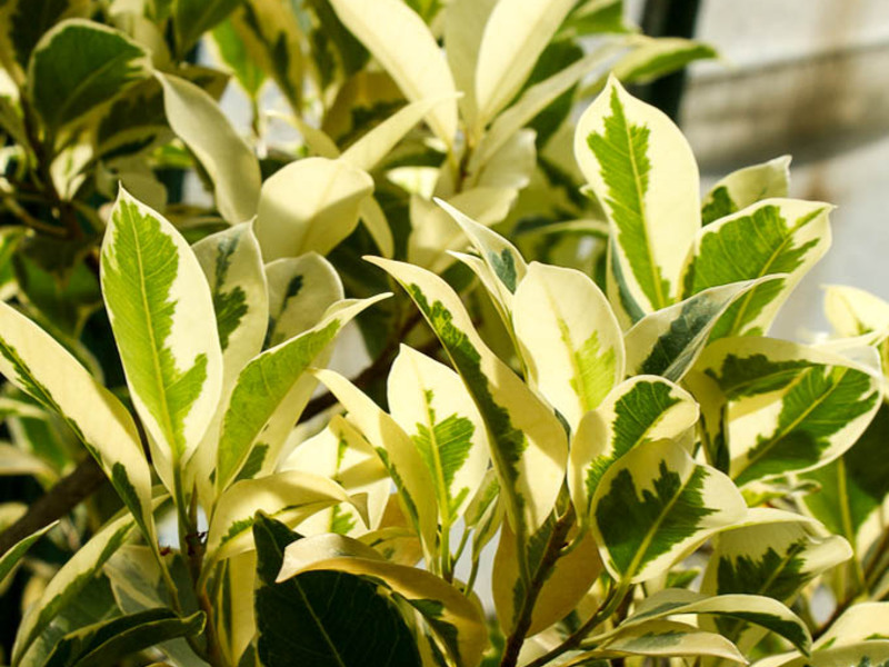 Kako se brinuti za fikus Tretmani vodom Ficus