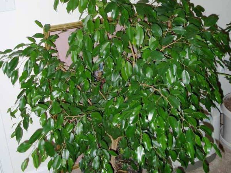 Pojava fikusa benjamina Vrsta Ficus Benjamin
