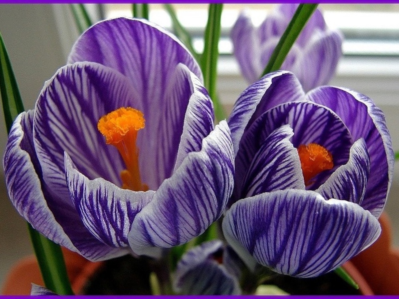Domaće cvijeće crocuses u loncima Crocus cvijeće i njihove vrste