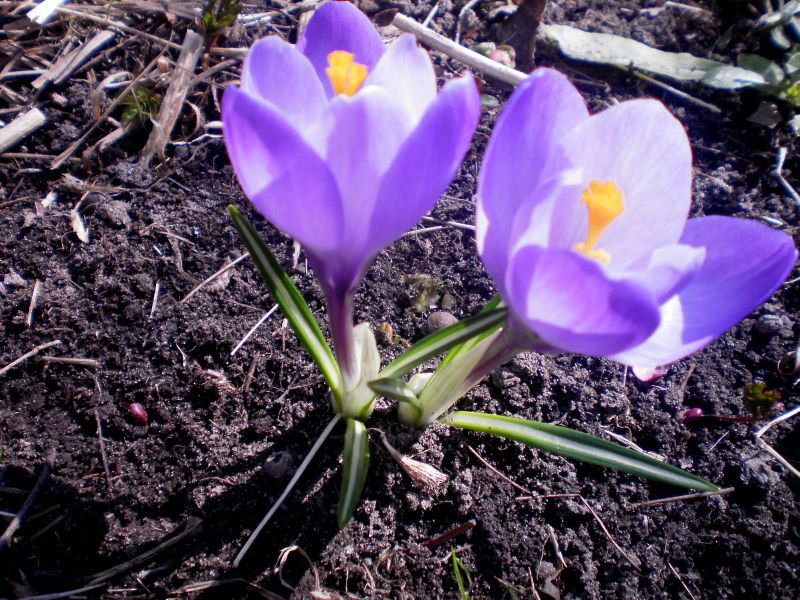 Prekrasno cvijeće crocuses Cvjetni krokusi