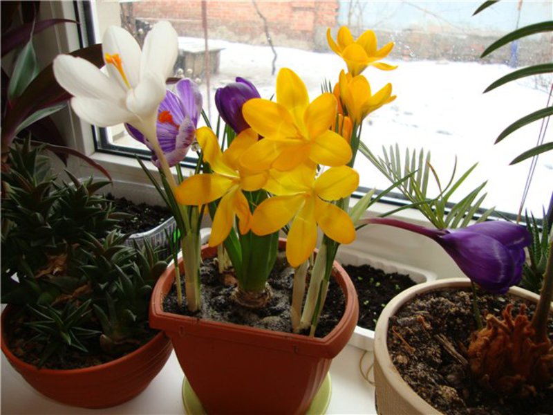 Kako uzgajati krokuse kod kuće Crocuses na placu