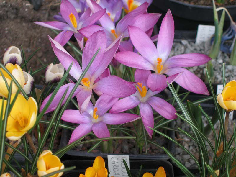 Krokusi i njihove vrste Crocus vrsta