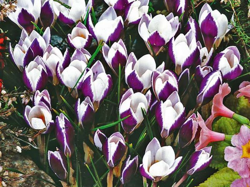 Crocuses cvjetaju Kako uzgajati krokuse