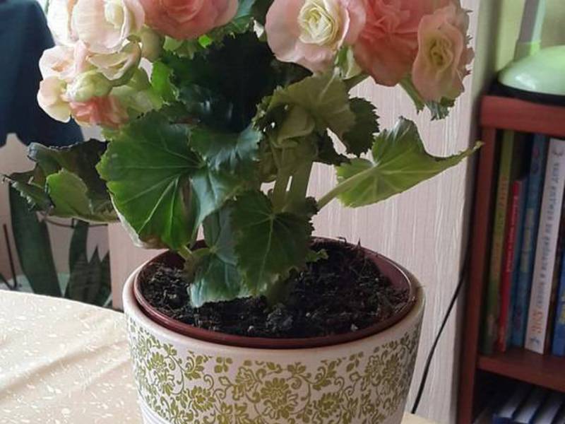 Begonija i njene sorte Transplantacija begonije