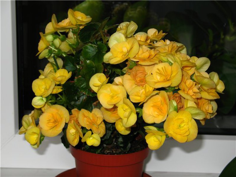 Elatior je nova vrsta begonije Begonia Elatior