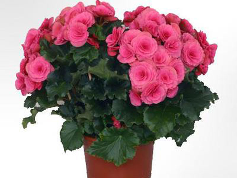 Begonia do kuće Vječno cvjetajuća begonija
