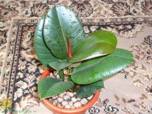Ficus i njegove vrste