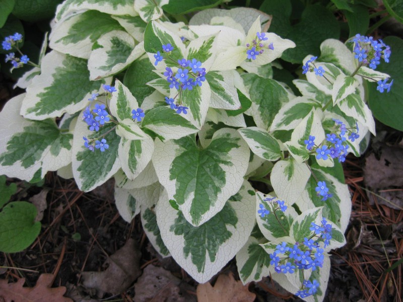 Kako izgleda Brunner Variegata Pojava dugotrajnog brunnera Variegata