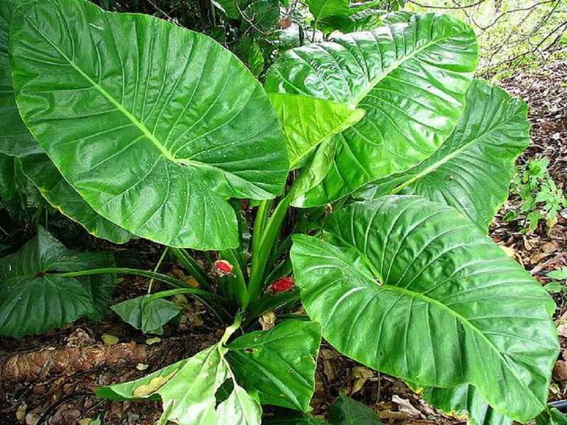 Što je alocasia krupnolisna Karakteristike alokazije krupnolisne