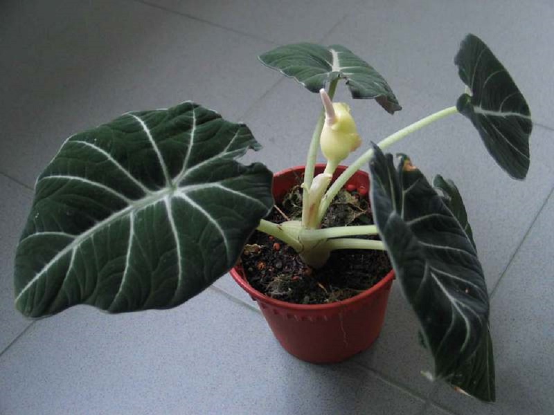 Kako izgleda Alocasia Black Velvet Opis vrste cvijeta alocasia Black Velvet