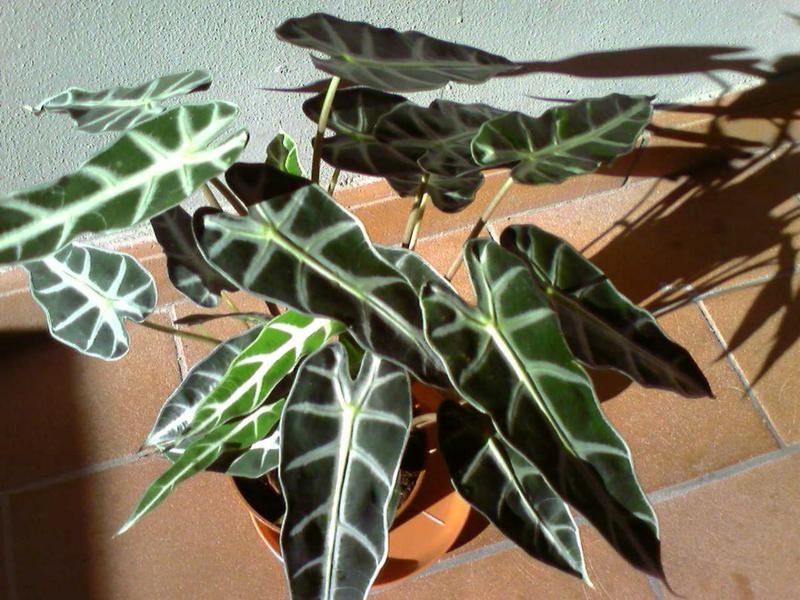 Koja svojstva ima amazonska alokazija? Svojstva biljke alocasia Amazon