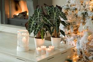 Cvijet Alocasia: kućna njega, nijanse uzgoja