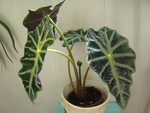Opis biljaka alocasia