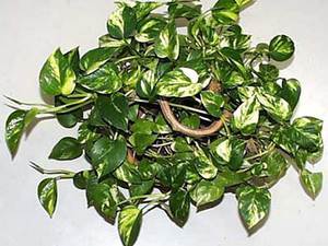 Scindapsus - značajke biljaka