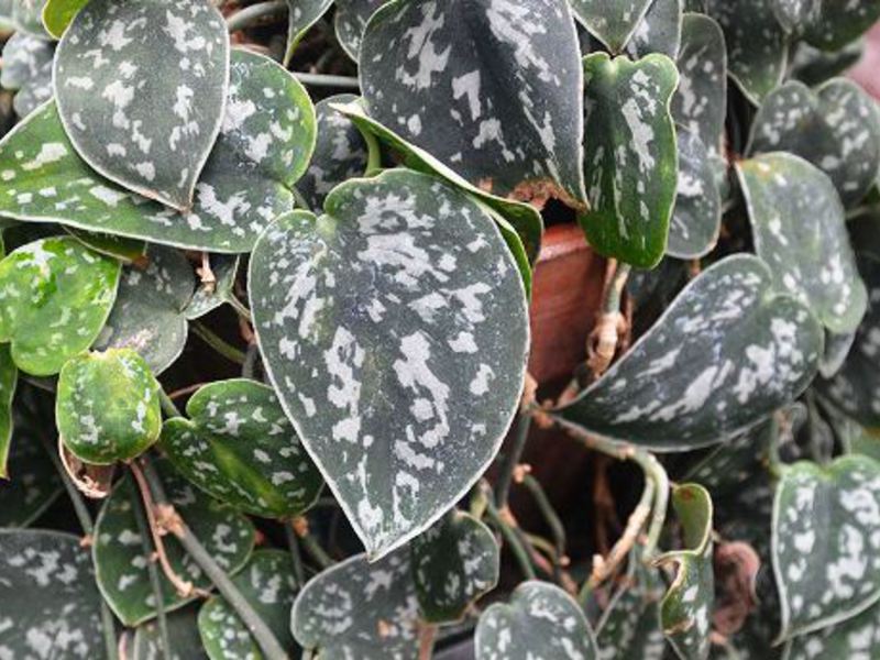 Slikani scindapsus (Scindapsus Pictus) u posudama Scindapsus Pictus vrsta je scindapsusa.