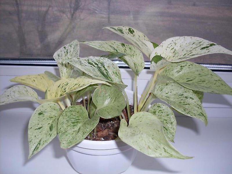 Epipremnum zlatni (Epipremnum aureum) Epipremnum golden dobro uspijeva kod kuće