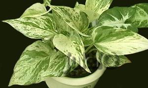  Epipremnum aureum - sobna biljka na slici