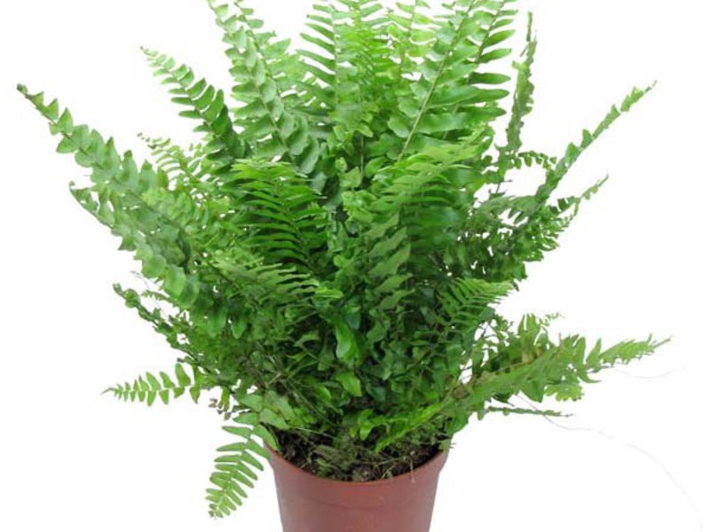 Papratnjača Nephrolepis u loncu Fern Nephrolepis - vrsta ukrasne paprati