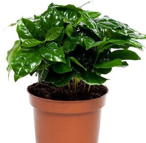 Kava Arabica u loncu