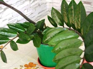 Cvijet zamioculcas