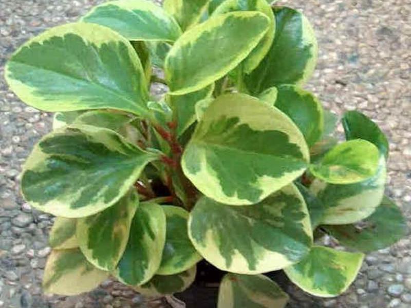 Koje su sorte biljke Peperomia Transplantacija peperomije