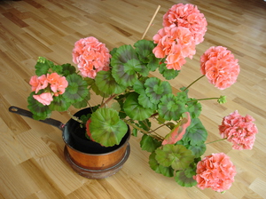 Kako uzgajati pelargonij i pelargoniju