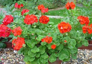 Koja je razlika između pelargonija i pelargonije