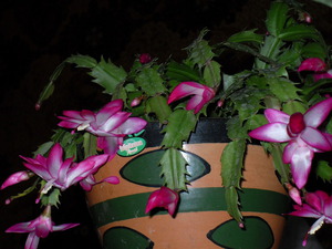 Vrste cvijeta decembrist