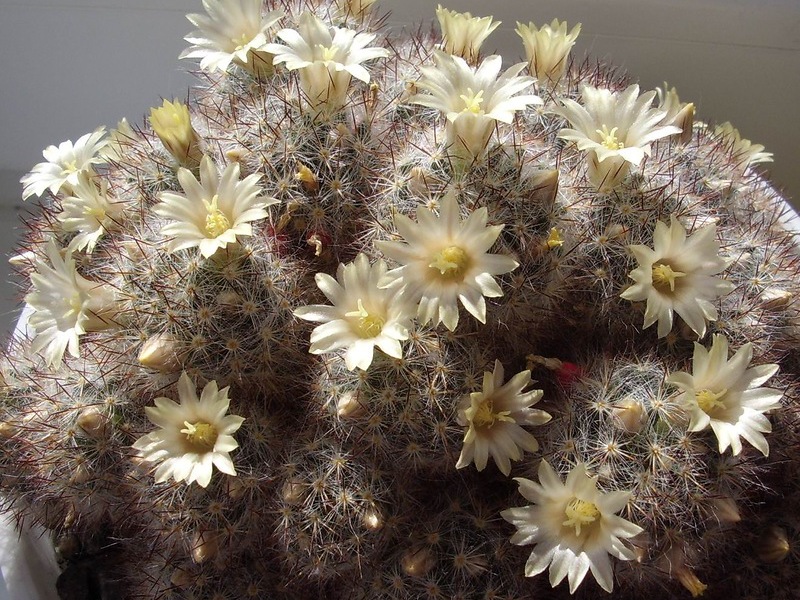 Sorte mammillaria Sorta i ime kaktusa