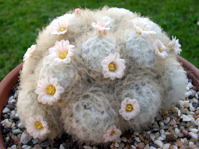Mammillaria kod kuće Uvjeti za uzgoj kaktusa