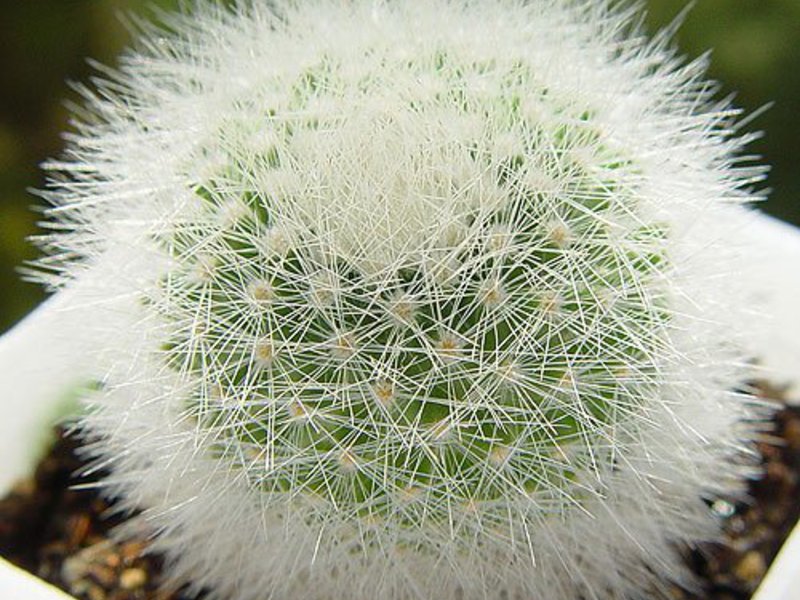 Mammillaria kaktus Značajke kaktusa mammillaria