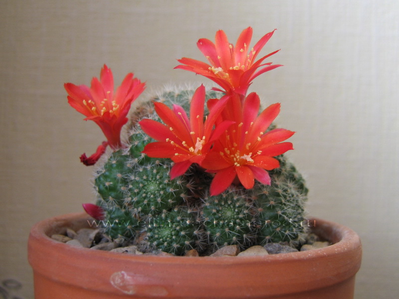 Cvjetovi kaktusa Mammillaria - mali kaktus