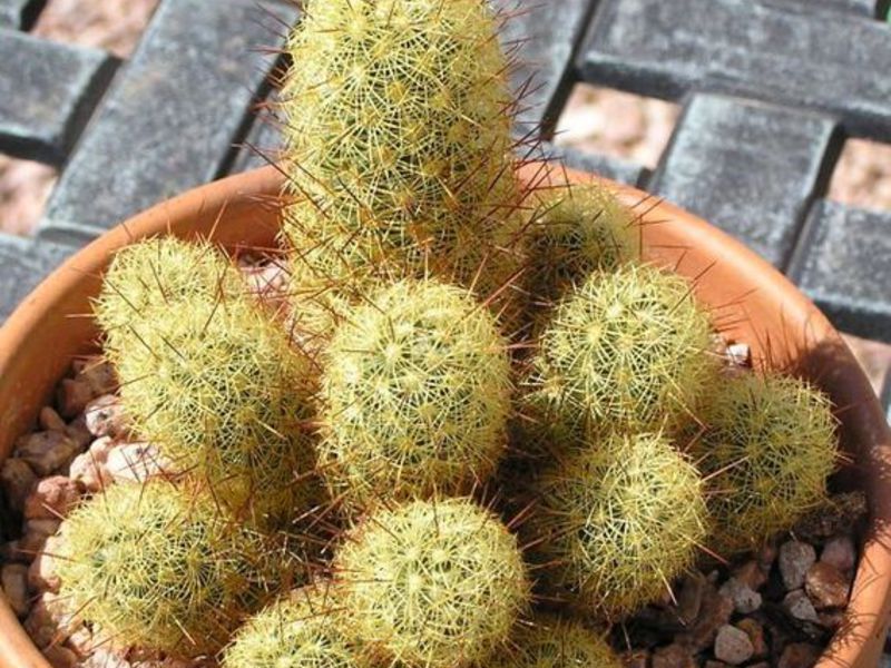 Mammillaria - mali kaktus Njega i uzgoj kaktusa Mammillaria