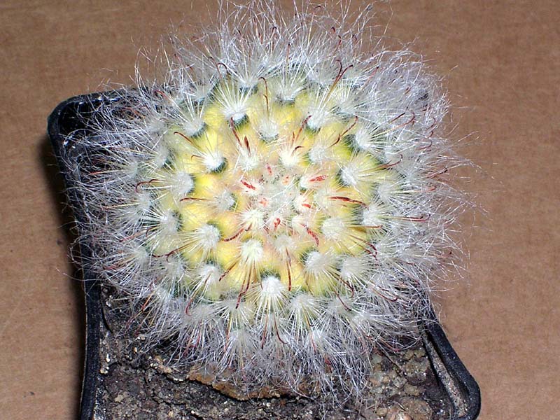 Kako se brinuti za kaktuse Kako cvjeta kaktus Mammillaria