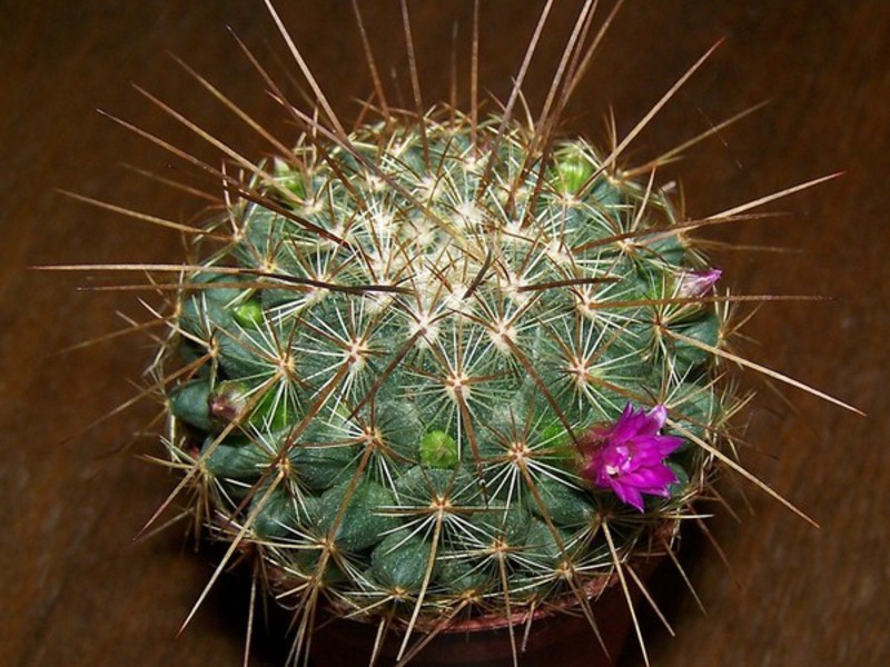 Mali kaktus mammillaria Mammillaria - mali kaktus