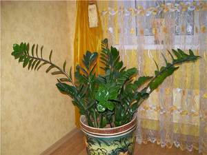 Cvijet zamioculcas: kućna njega
