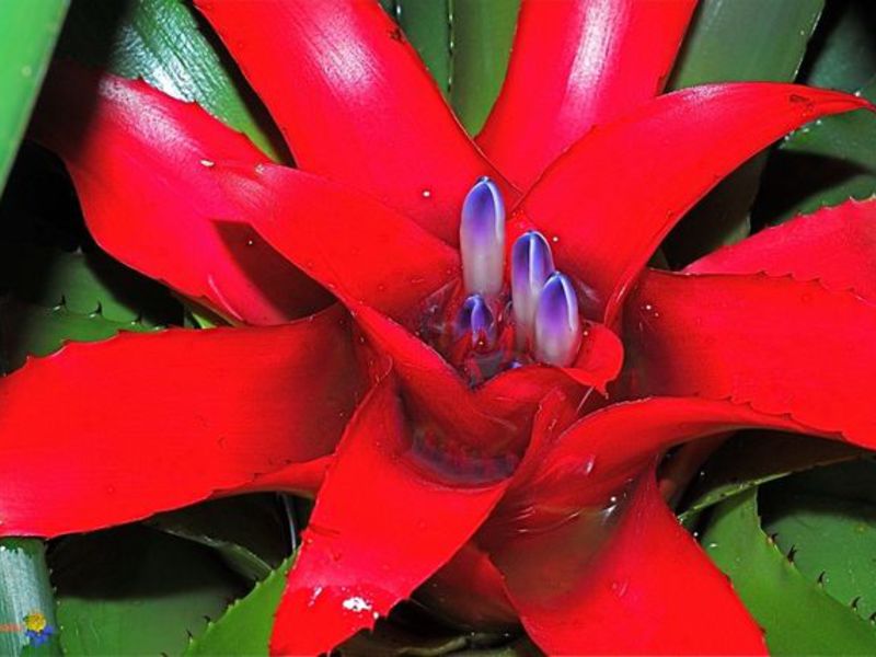 Kako raste Guzmania