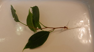 Ficus Benjamin se razmnožava reznicama