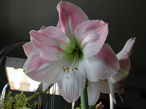 Ružičasti i bijeli hippeastrum prikazan je na fotografiji.
