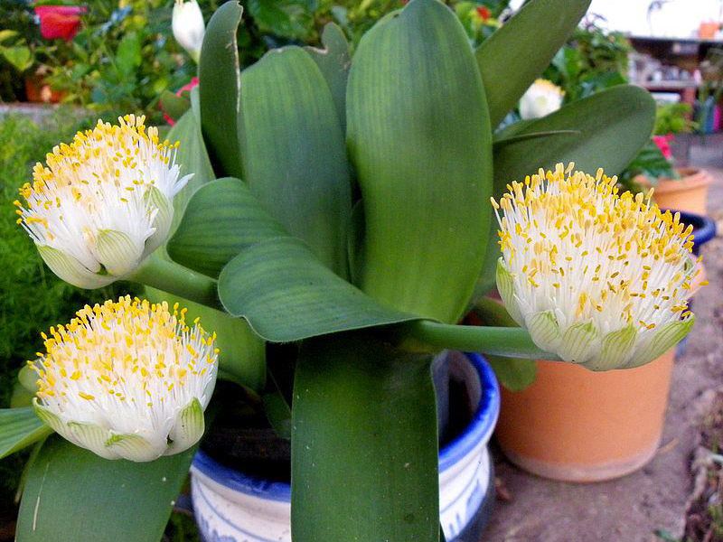Bijelocvjetni gemantus (Haemanthus albiflos) - fotografija biljke. Bijelocvjetni Gemantus treba veliku posudu.