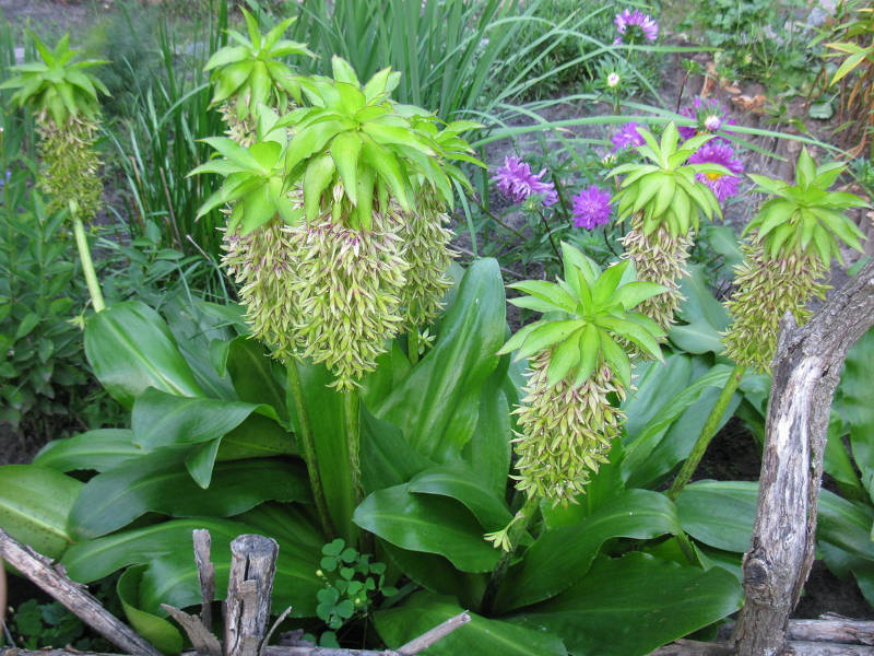 Eukomis bicolor (Eucomis Bicolor) - lukovica Eukomis bicolor dobro se slaže kod kuće.
