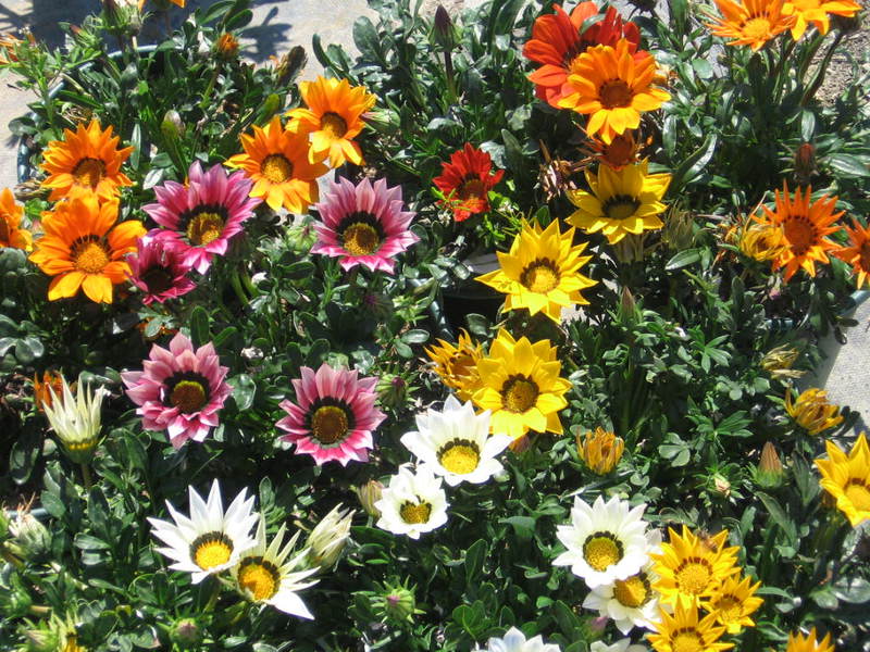 Gatsania ili Gazania - kako pravilno govoriti? Gazanija (gatsania) je biljka koju jako vole mnogi ljetni stanovnici.